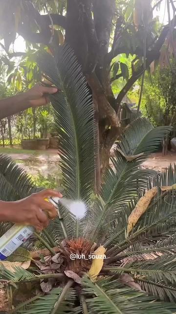 Video TikTok 142 triệu lượt xem của @khaby.lame
